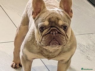 French Bulldog dogs - Advert 17