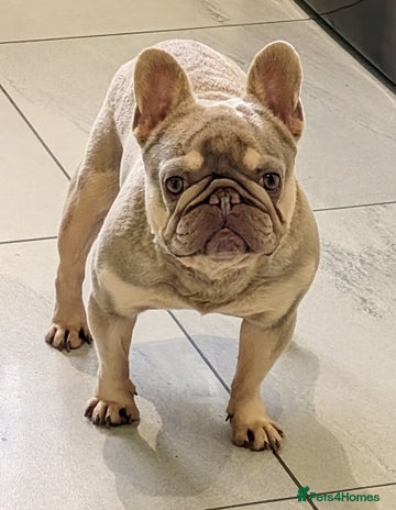 French Bulldog dogs for stud - Advert 1
