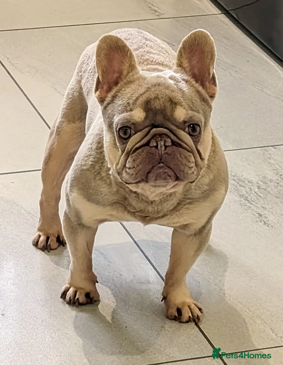 French Bulldog dogs for stud: Tiny 8kg Isabella and tan quad  - Advert 1