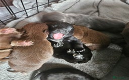 Mixed Breed dogs for sale: 9 beautiful dachshund cross poms - Image 20