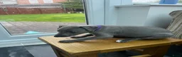 Whippet dogs for sale: Beautiful KC Registered Blue Whippet Puppies - Advert 8
