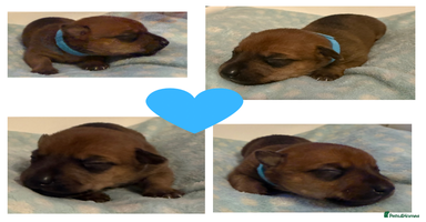 Jack Russell dogs - Advert 2