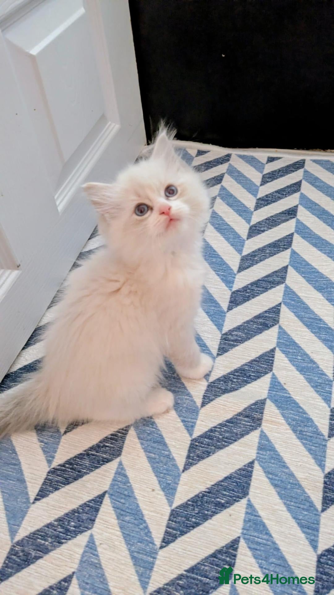 Ragdoll cats TICA Ragdoll Kittens – Blue Bicolour Boys & Girls - Advert 2