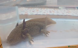 Axolotl reptiles for sale: 3 axolotyls available  - Image 4