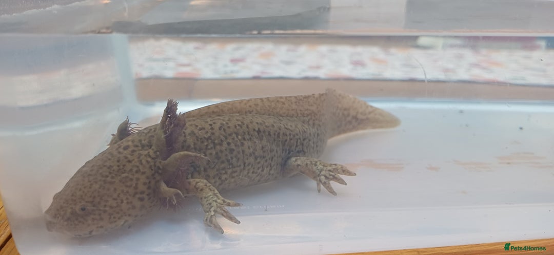 Axolotl reptiles for sale: 3 axolotyls available  - Image 4