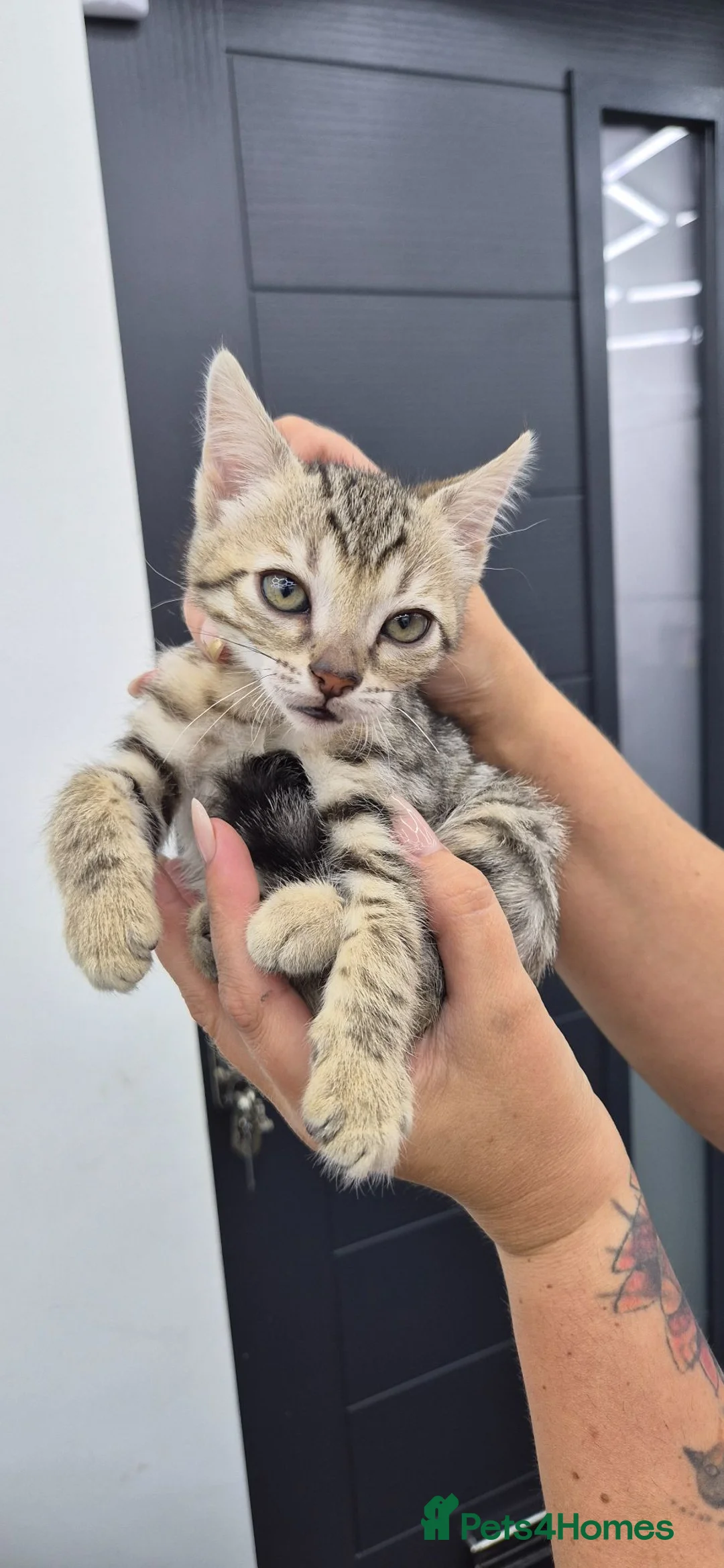 Bengal cats for sale: £500!!!Bengal kittens lovely colours - Advert 1