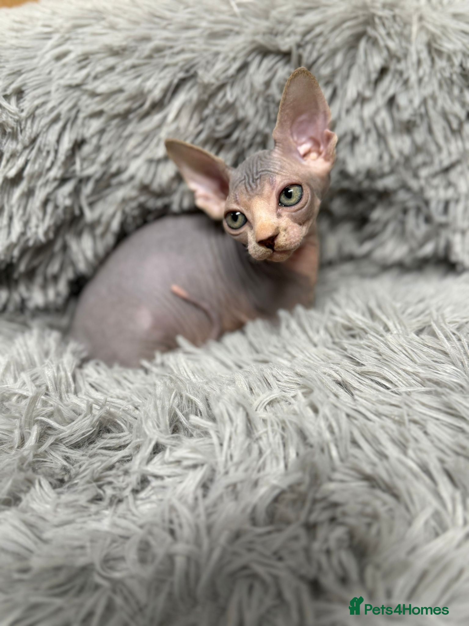 Sphynx cats TICA Reg Sphynx Kittens, Extensive Genetic Testing - Advert 3