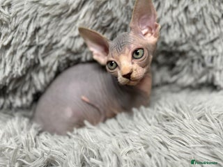 Sphynx cats TICA Reg Sphynx Kittens, Extensive Genetic Testing - Advert 1