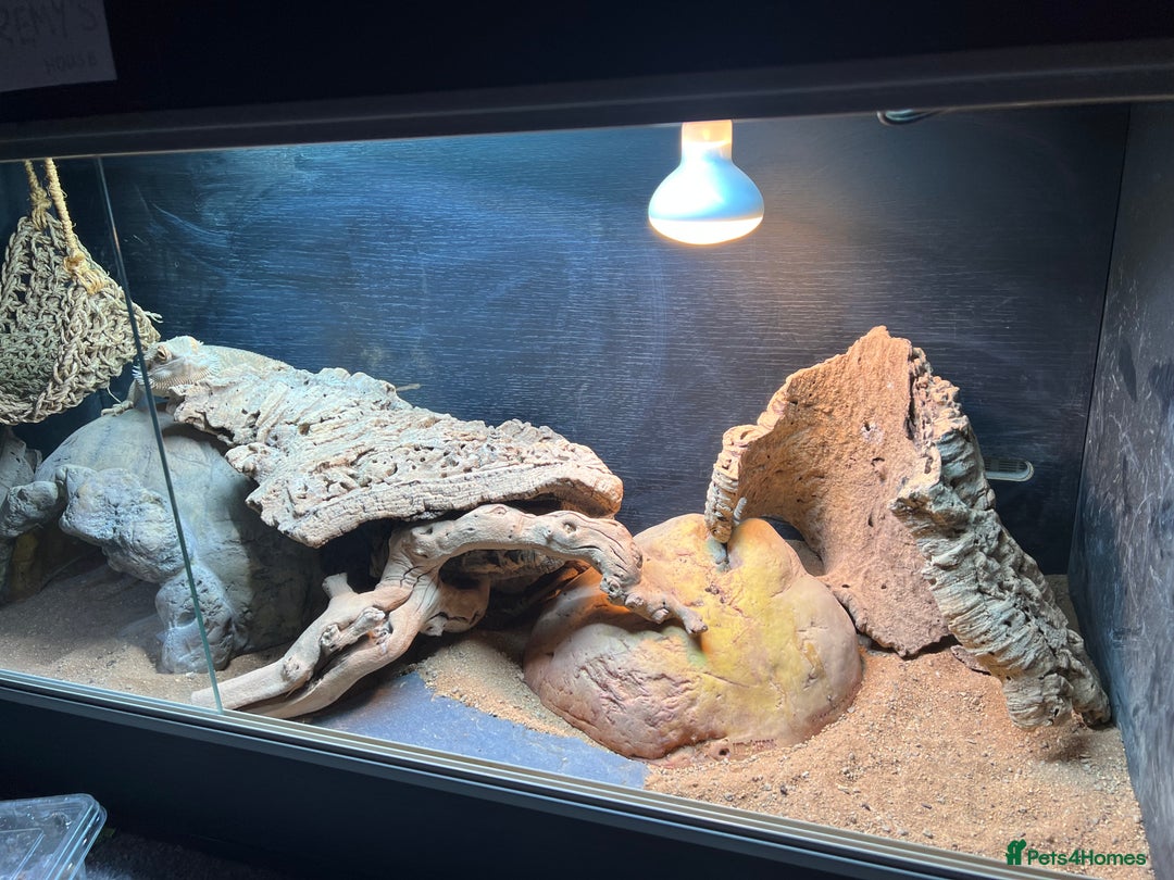 Bearded Dragon reptiles for sale: Rehoming Remy - Advert 8