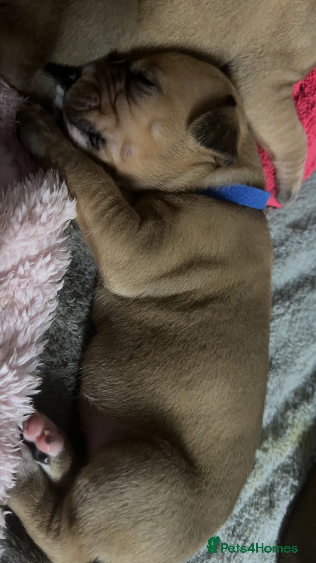 Mixed Breed dogs for sale: 8 Mastiff x Staffy pups for sale in Dumfries - Advert 2