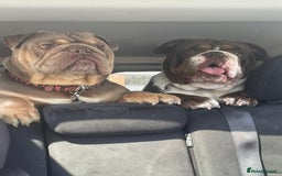 English Bulldog dogs for sale: Female English Bulldog For Sale  - Advert 5