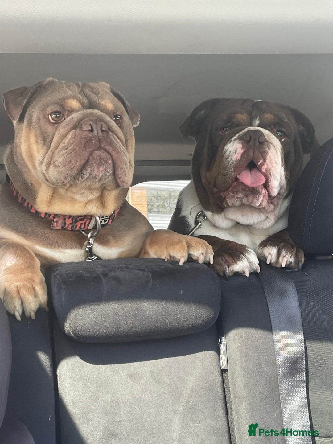 English Bulldog dogs for sale: Female English Bulldog For Sale  - Advert 5