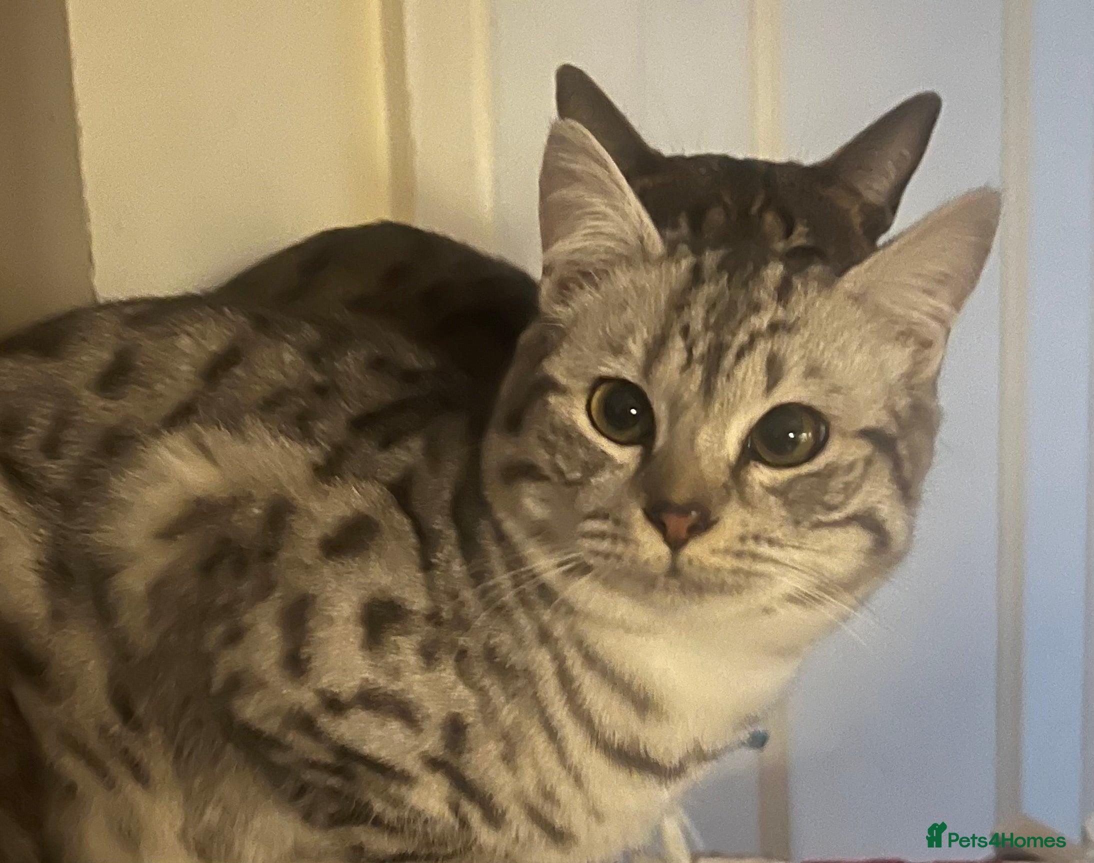 Mixed Breed cats British shorthair/Savannah cross kittens  - Advert 18