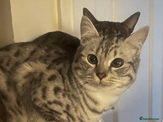 Mixed Breed cats British shorthair/Savannah cross kittens - Advert 18