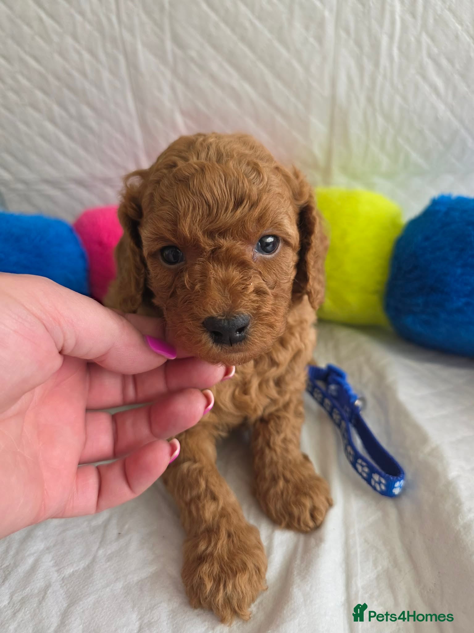 Cavapoo dogs 🥇Finest Quality Beautiful Deep Red Cavapoos 🥇 - Advert 11