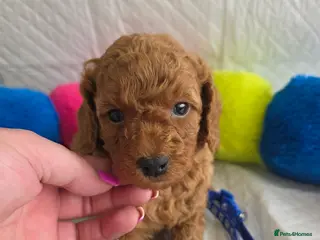 Cavapoo dogs 🥇Finest Quality Beautiful Deep Red Cavapoos 🥇 - Advert 11