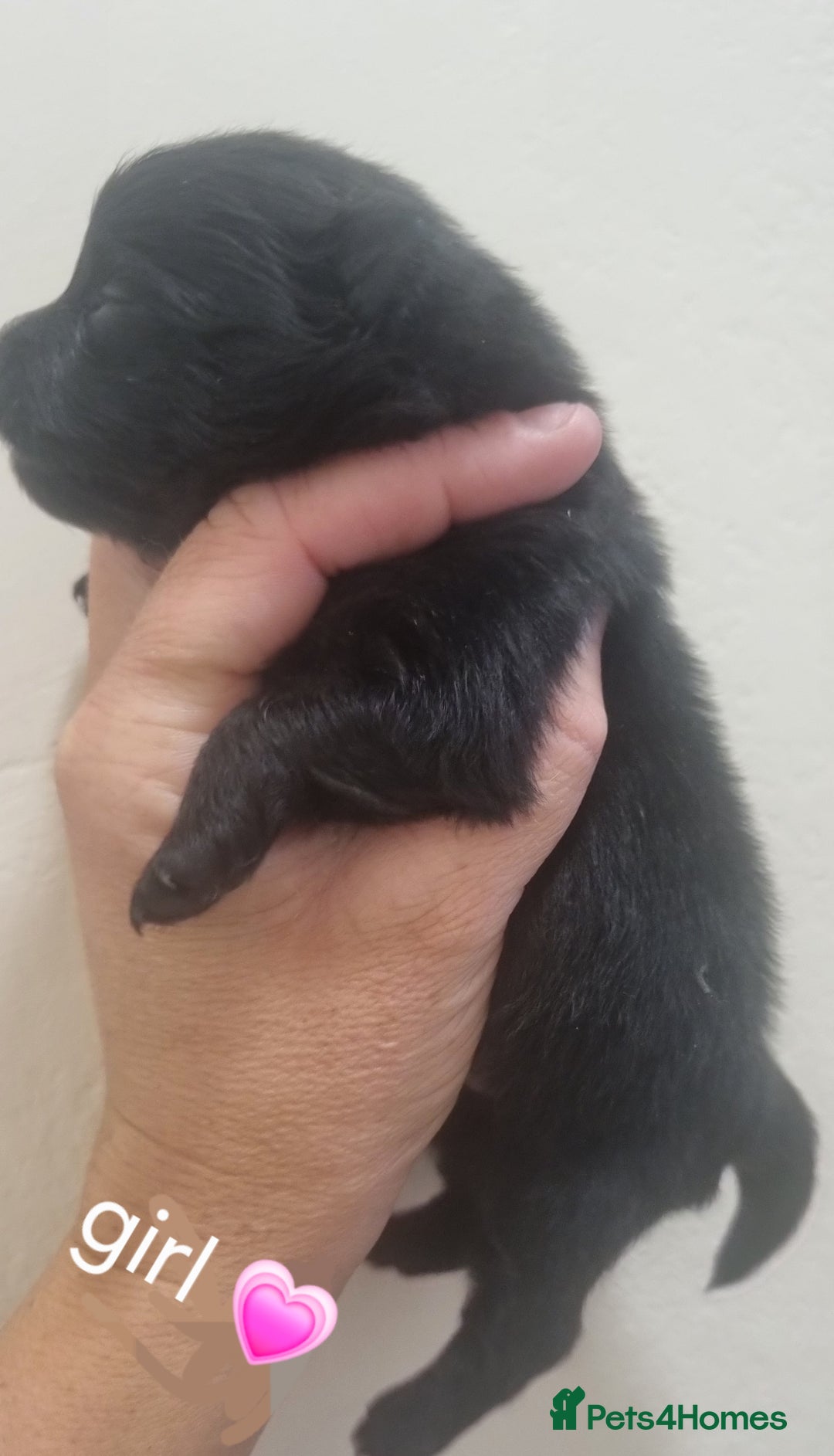 Pomeranian dogs for sale: Beautiful litter teddy bear poms  - Image 14