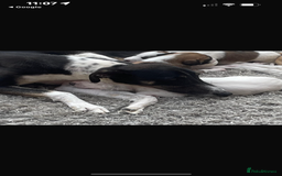 Lurcher dogs for sale: Lurcher pups  - Image 2
