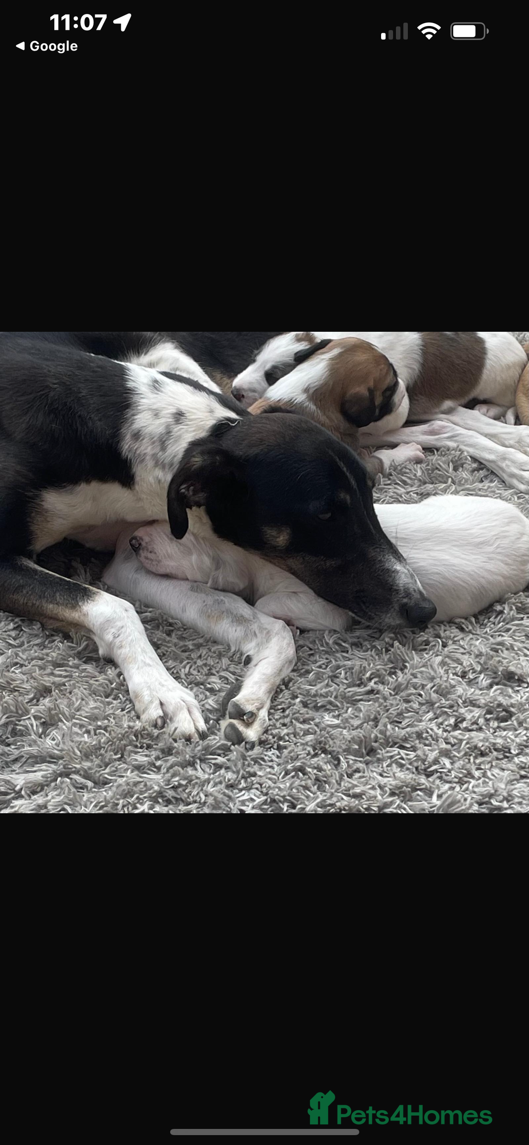 Lurcher dogs for sale: Lurcher pups  - Image 2