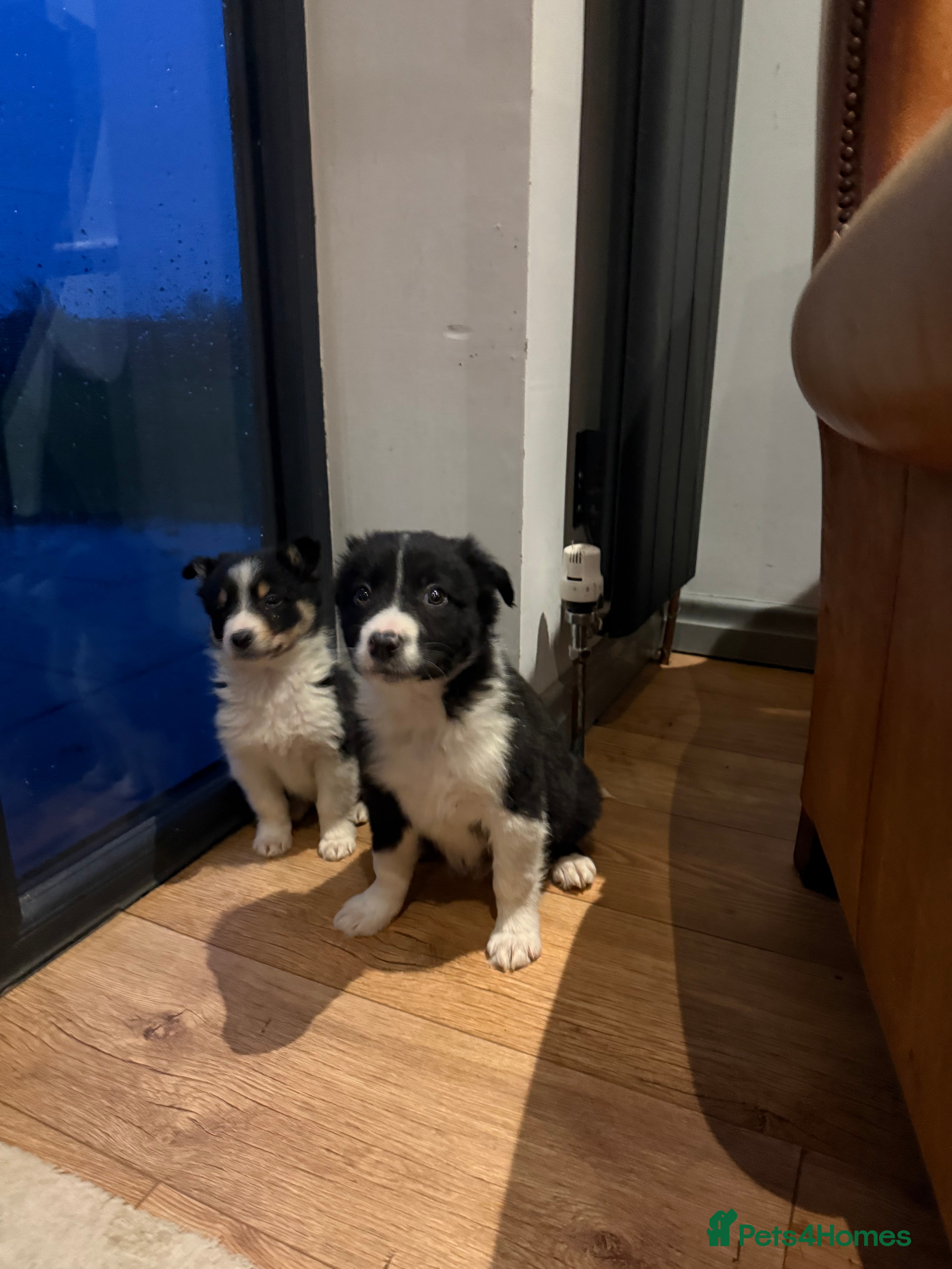 Border Collie dogs 🌟Beautiful Border Collies🌟 - Advert 5