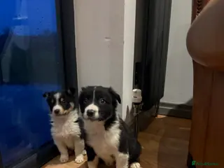 Border Collie dogs 🌟Beautiful Border Collies🌟 - Advert 5