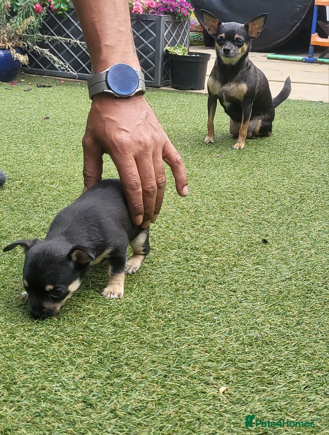 Chihuahua dogs for sale: 2 beautiful boys for sale  in Loughborough - Image 6