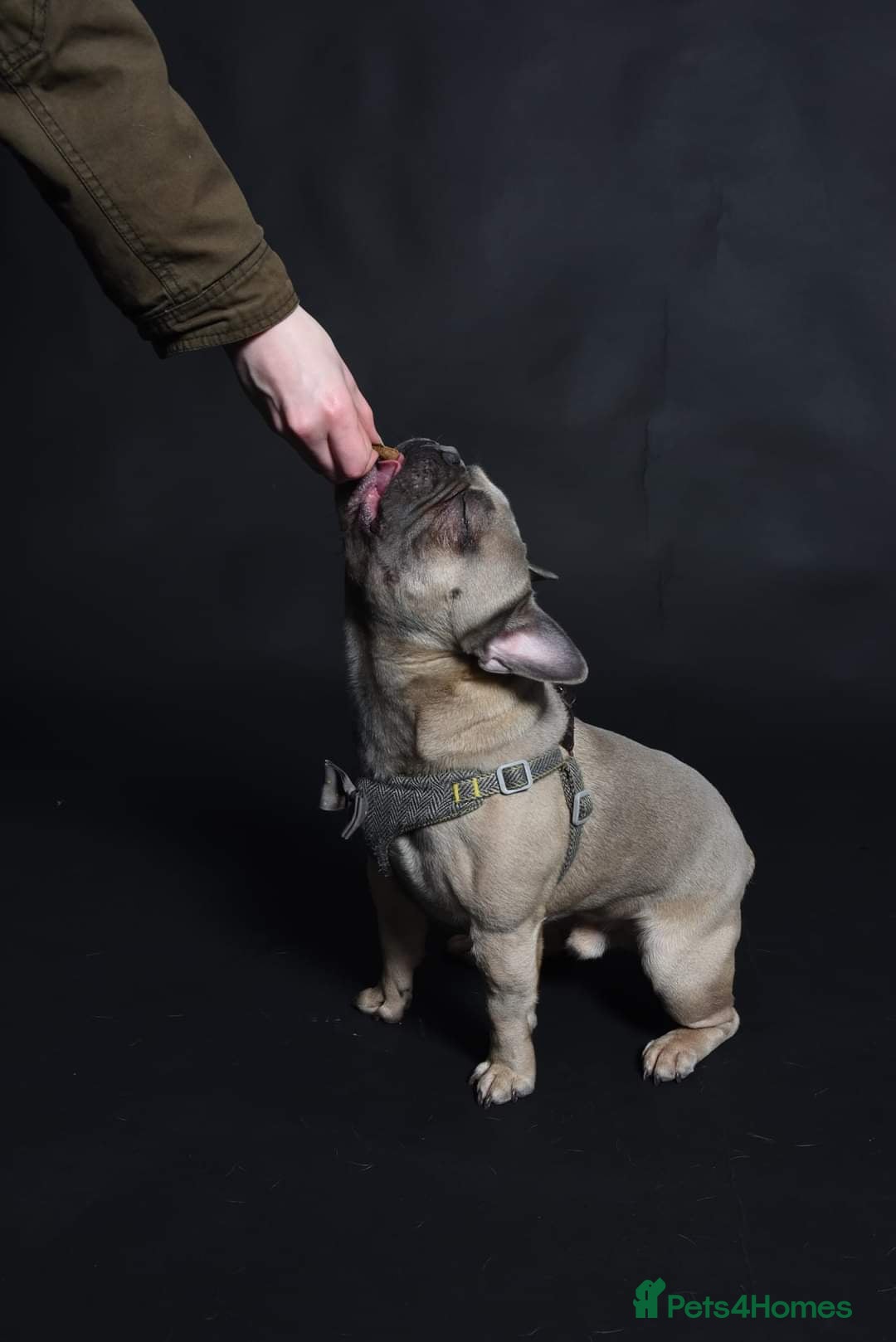 French Bulldog dogs for stud: Pedigree French Bulldog - for stud - Advert 3