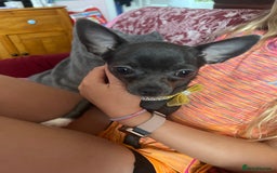 Poodle dogs for sale: Very tiny blue chihuahua 1 year old  in Bradford - Image 9