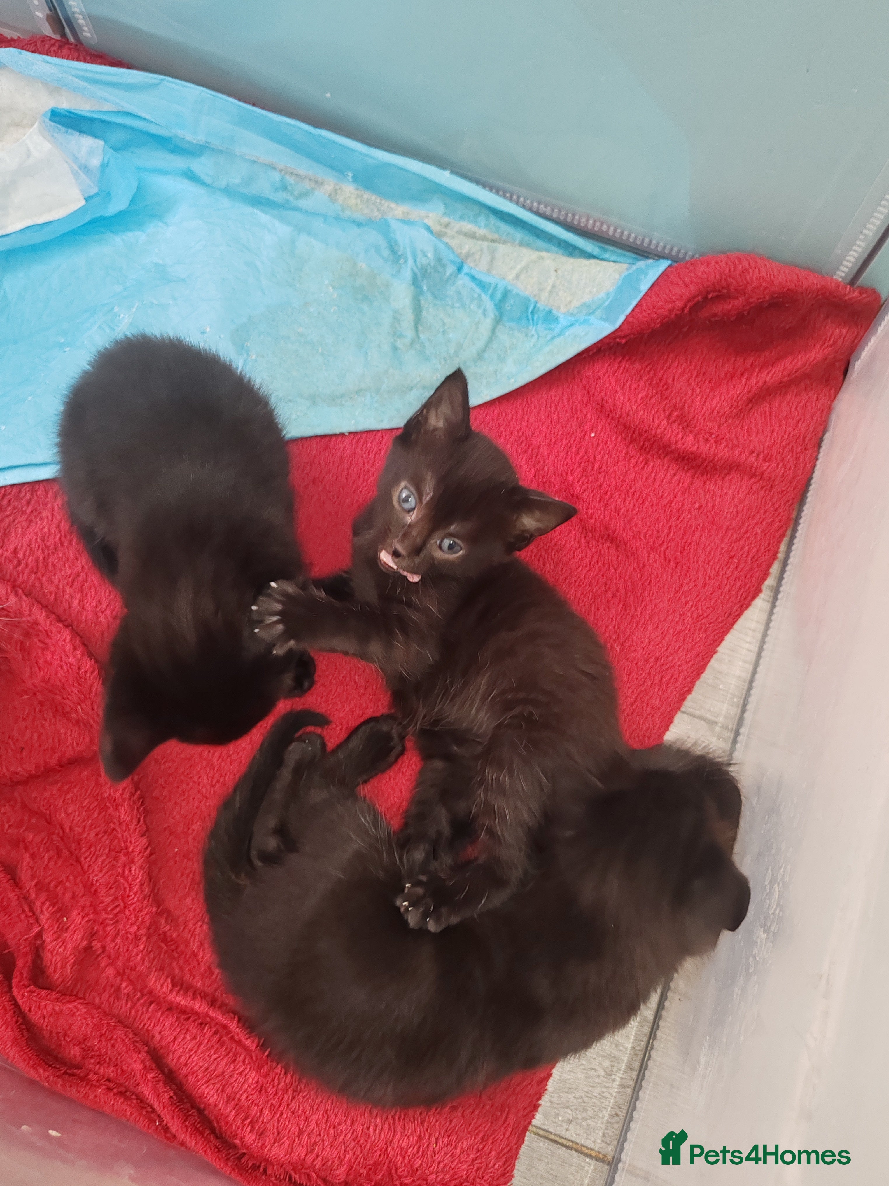 Mixed Breed cats 2 Black girl kittens half bombay rex mix - Advert 3