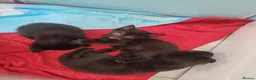 Mixed Breed cats for sale: 2 Black girl kittens half bombay rex mix - Advert 1