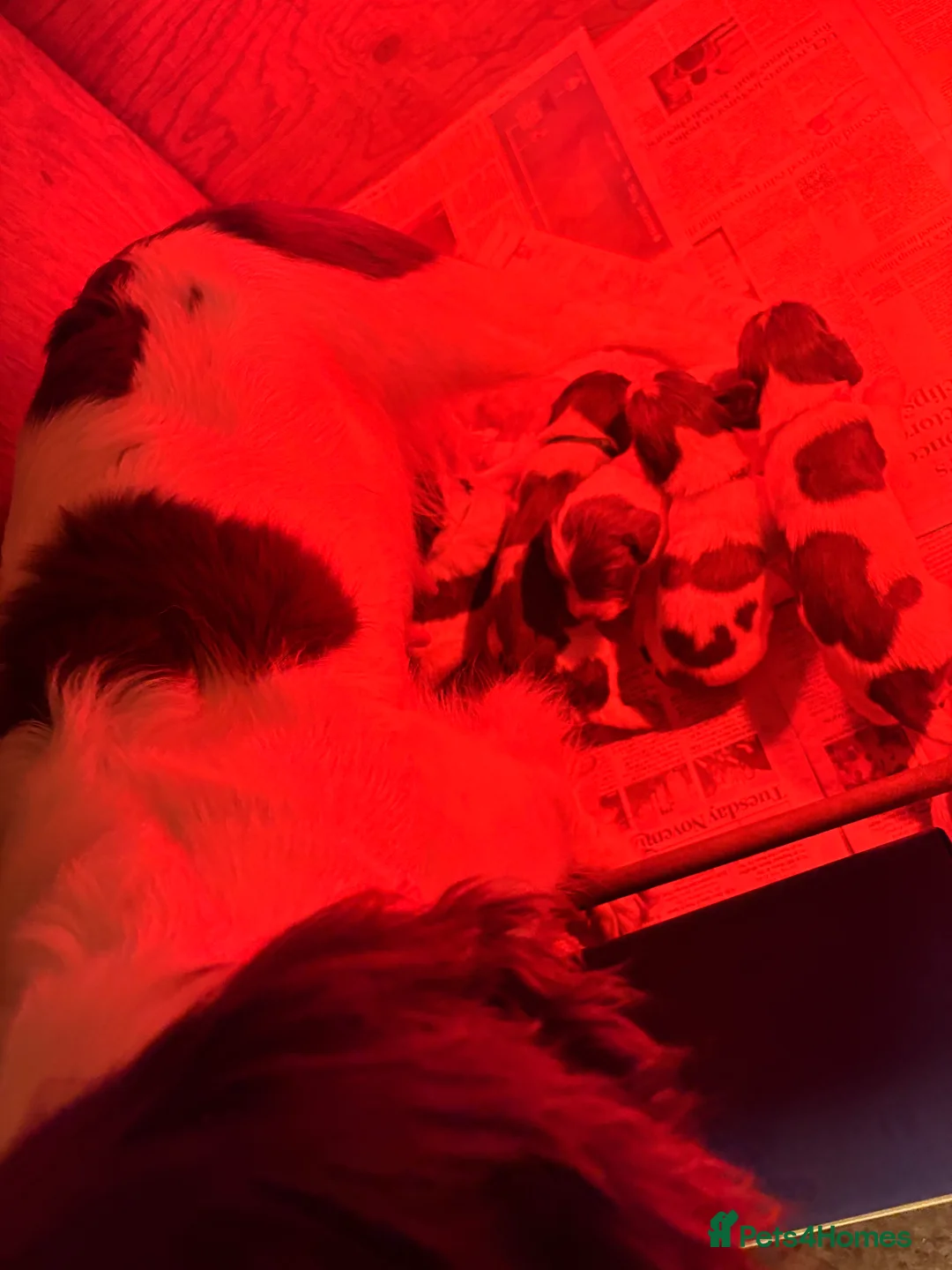 English Springer Spaniel dogs for sale: Working Springer Spaniels  - Advert 5