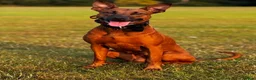 Mixed Breed dogs for sale: F1b Dobermann hybrid  - Advert 13