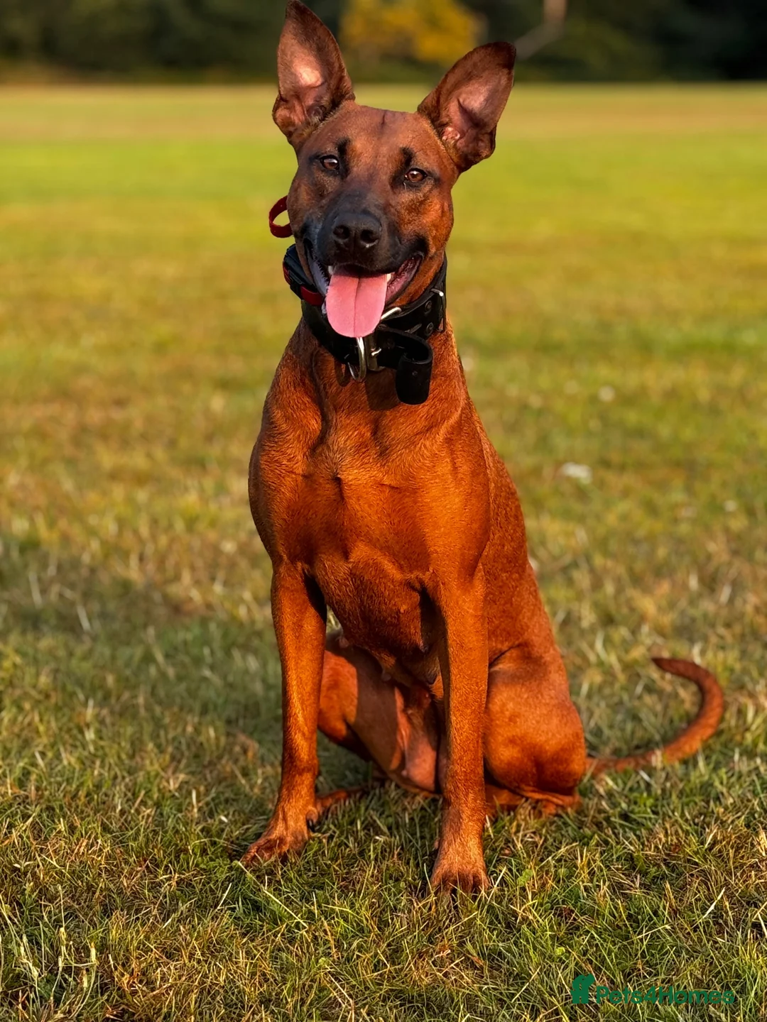 Mixed Breed dogs for sale: F1b Dobermann hybrid  - Advert 13