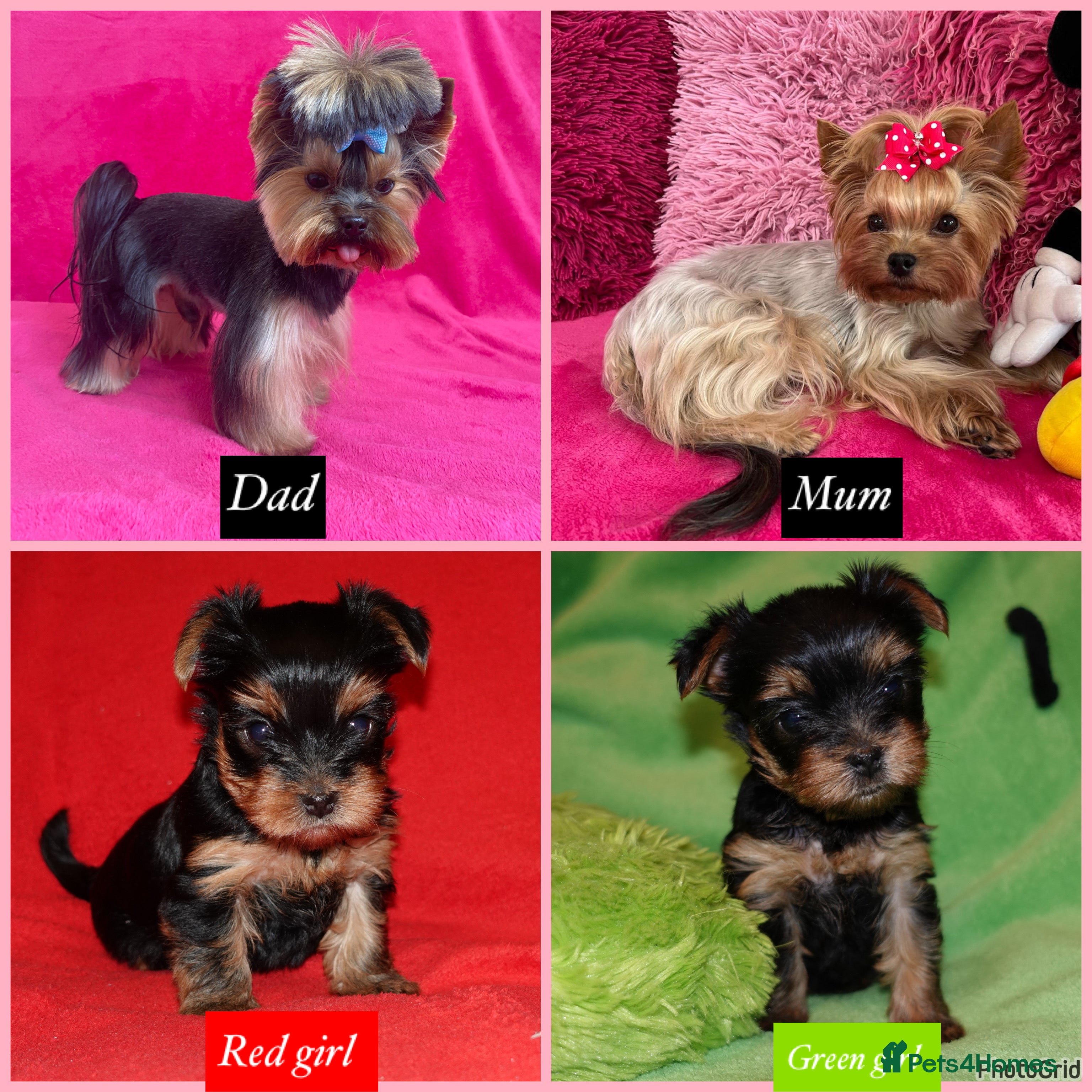 Yorkshire Terrier dogs 2 Beautiful Pure Breed Yorkshire Terrier females - Advert 10