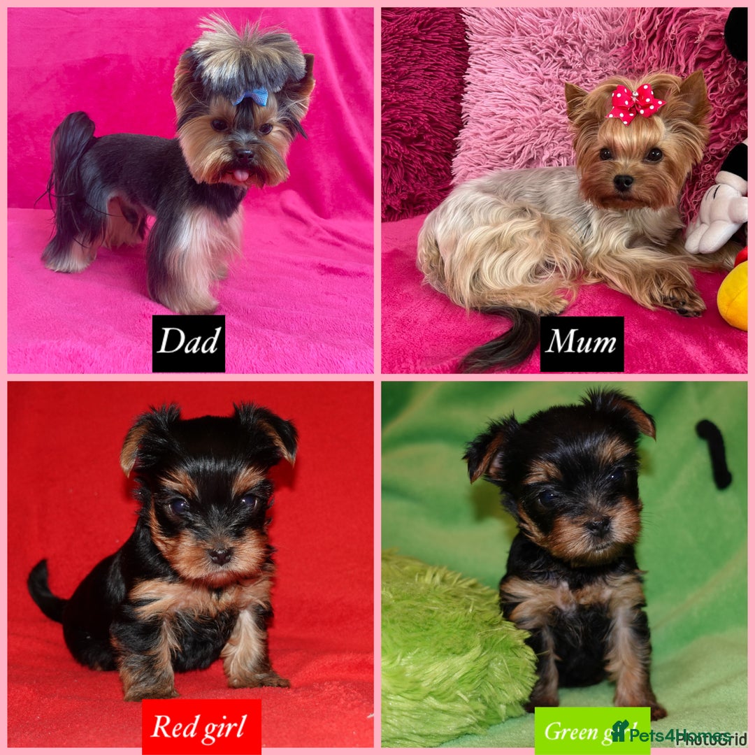Yorkshire Terrier dogs for sale: 2 Beautiful Pure Breed Yorkshire Terrier females - Advert 1