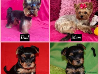 Yorkshire Terrier dogs 1 Beautiful Pure Breed Yorkshire Terrier female - Advert 8