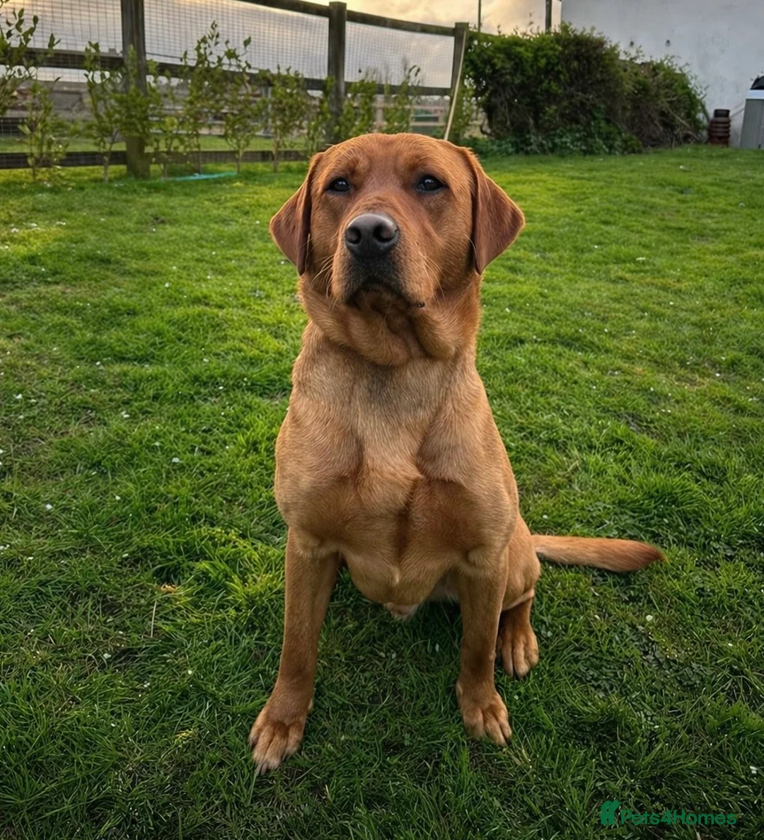 Labrador Retriever dogs for stud: Fully Health Tested Fox Red Labrador  - Advert 2