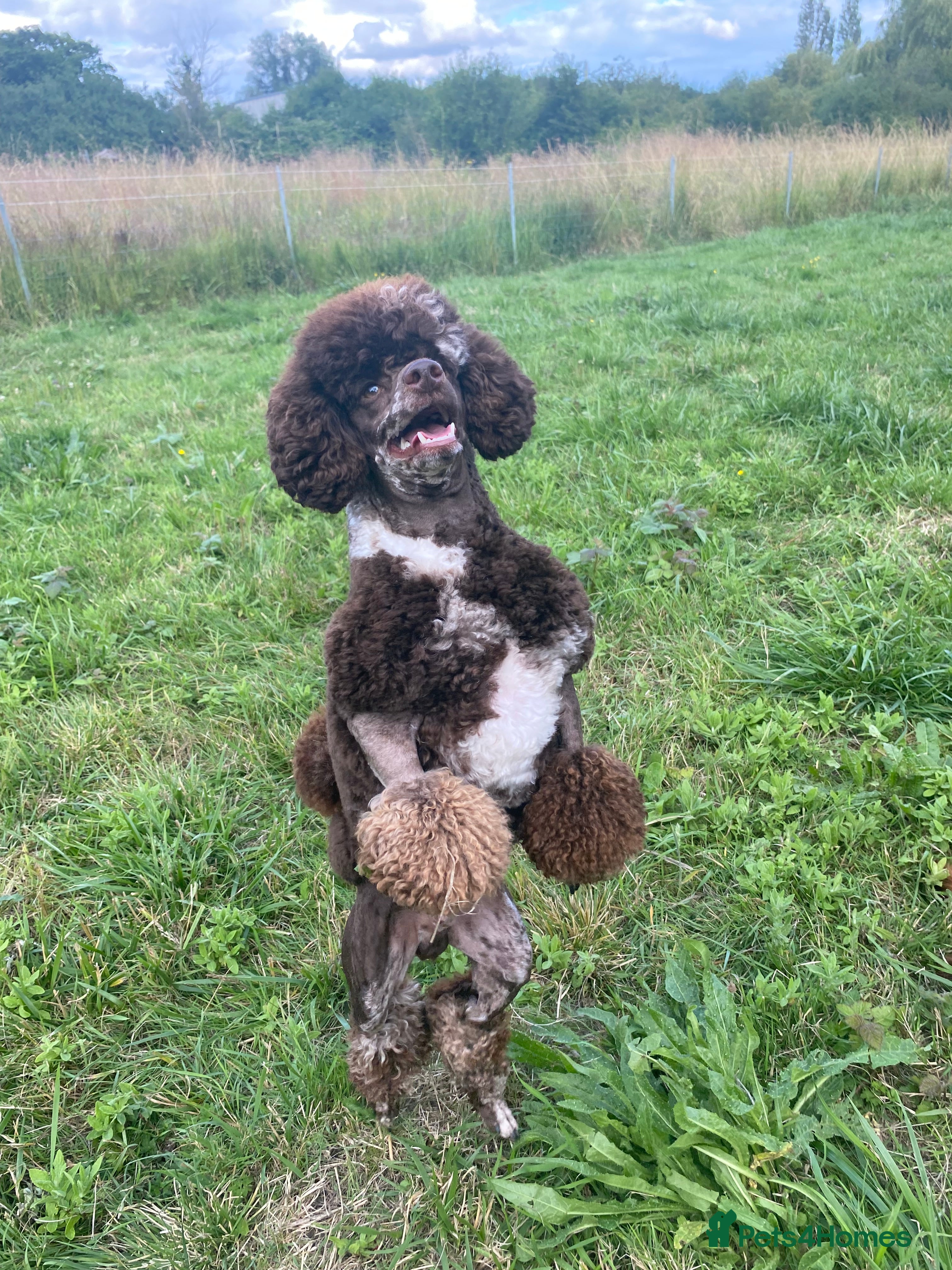 Miniature Poodle dogs Brown Merle miniature poodle stud in Basildon - Advert 17