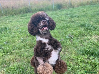 Miniature Poodle dogs in Basildon - Advert 2