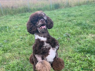 Miniature Poodle dogs Brown Merle miniature poodle stud in Basildon - Advert 15