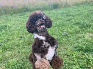 Miniature Poodle dogs Brown Merle miniature poodle stud in Basildon - Advert 7