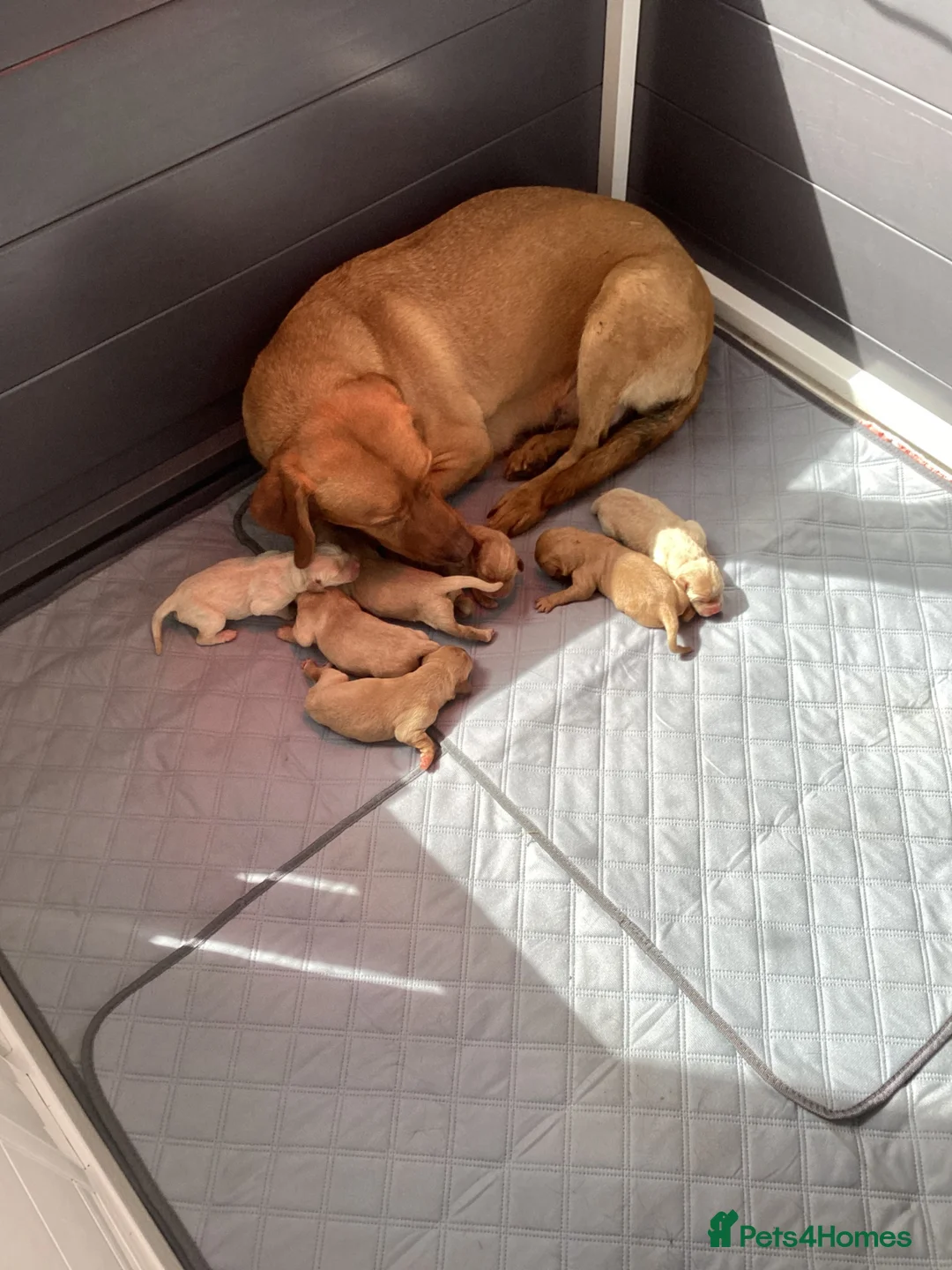 Labrador Retriever dogs for sale: Pedigree Kc reg  fox red labs 5 females for sale  - Advert 5