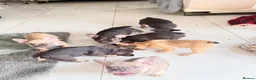French Bulldog dogs for sale: French Bulldog Puppies Ready for Forever Home - Advert 7