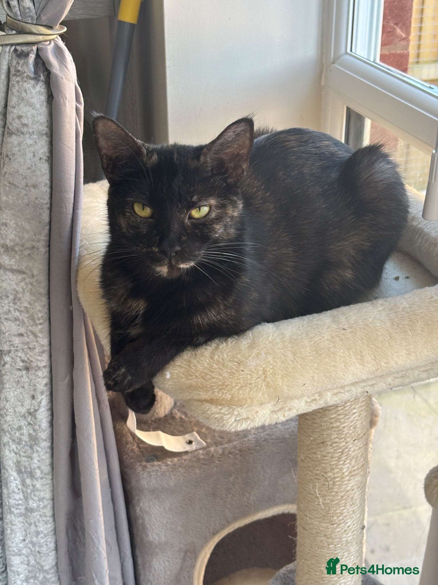 Mixed Breed cats for sale: Last 1 Stunning calico looking for forever home - Advert 13