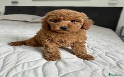 Cavapoo dogs for sale: Cavapoo F1 Puppies  - Advert 4