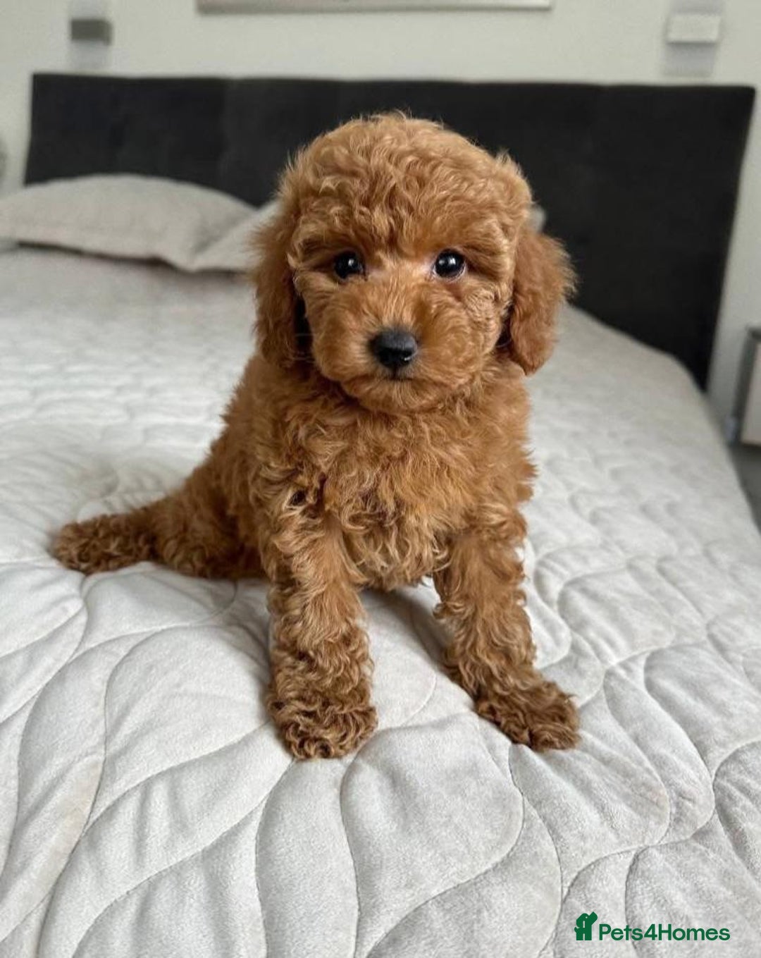 Cavapoo dogs for sale: Cavapoo F1 Puppies  - Advert 4