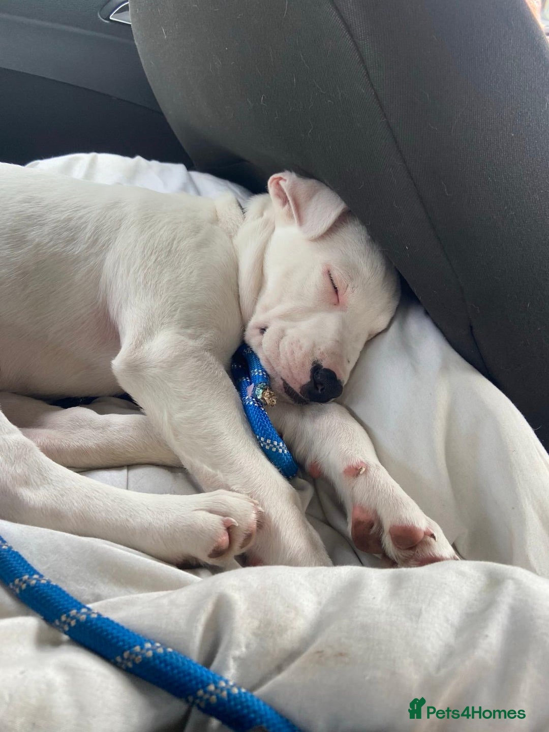 Mixed Breed dogs for sale: Beautiful mixed breed puppy! - Image 2