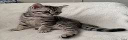 British Shorthair cats for sale: Beautiful silver spotted  tabbies - Advert 8