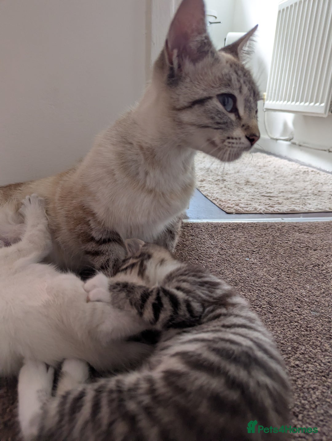 Ojos Azules cats for sale: beautiful Male Kitten - Image 13