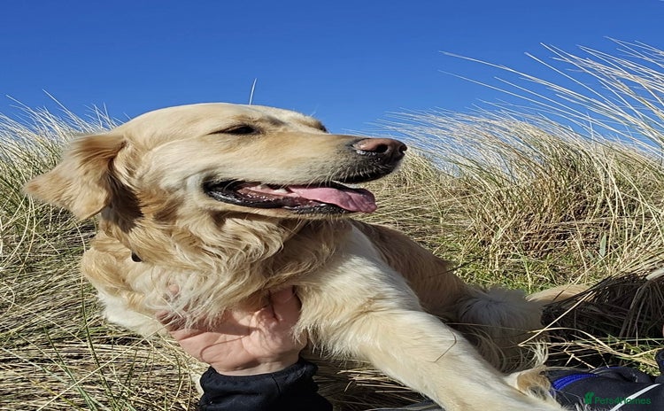Golden Retriever dogs - Advert 2